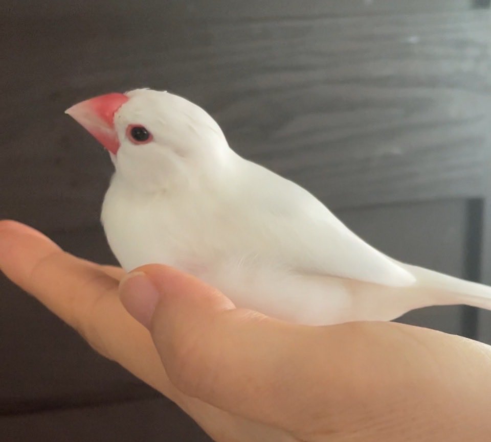 va_avv's tweet photo. 手に幸せ🙂
#文鳥の日 #文鳥の日2025 https://t.co/S9Hx387ycv