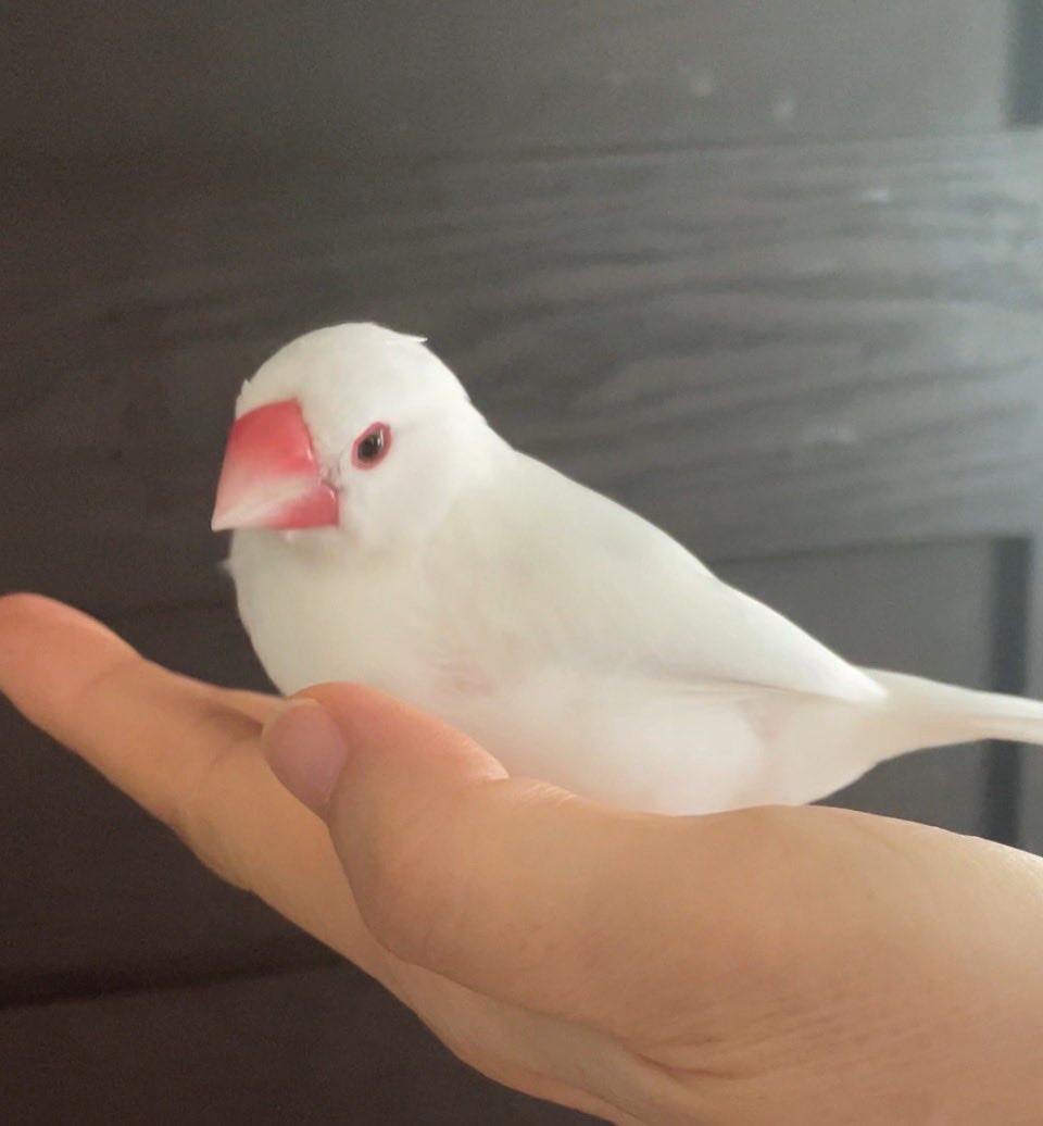 va_avv's tweet photo. 手に幸せ🙂
#文鳥の日 #文鳥の日2025 https://t.co/S9Hx387ycv