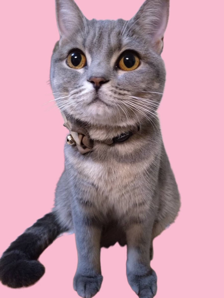 ネコちゃん photo 369ちゃん (@electrokanata) / Posts / X