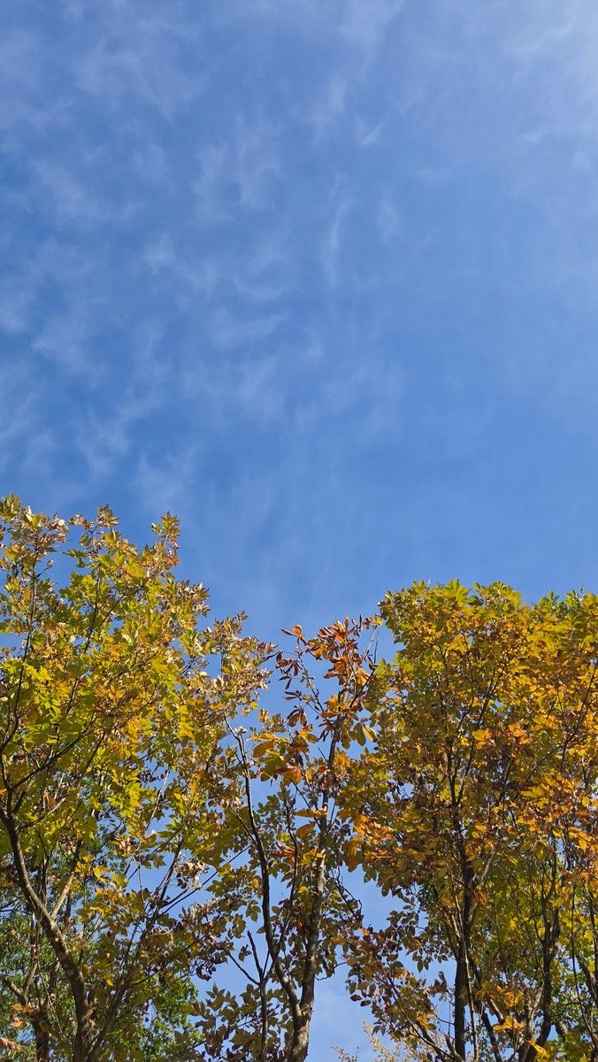 秋晴れの下、あき散歩してきました🐱🐾⁡
#樽ケ橋遊園 #樽が橋遊園 #樽ヶ橋遊園 #動物園 #胎内市 #道の駅胎内 #新潟観光 #新潟旅行 #看板猫あきこ #猫 #cat #秋晴れ #あき散歩
