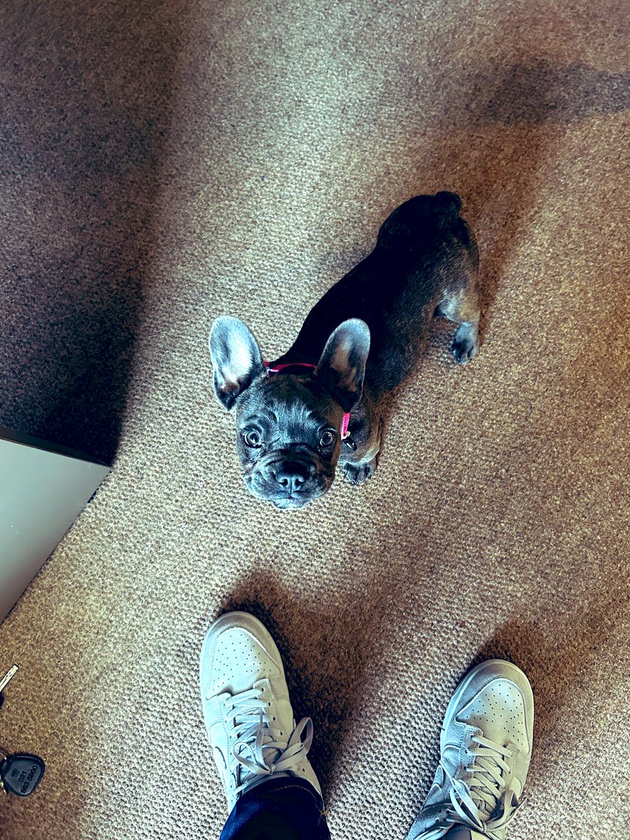 Day made ! #frenchie