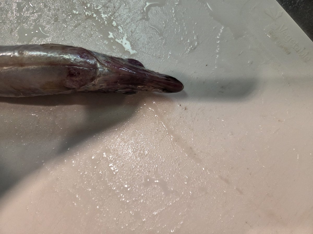NIRA1007's tweet photo. お魚観察①
意外と目玉が飛び出している
お腹を上に向けて撮ると分かりやすい https://t.co/ZWMlnvU0hS