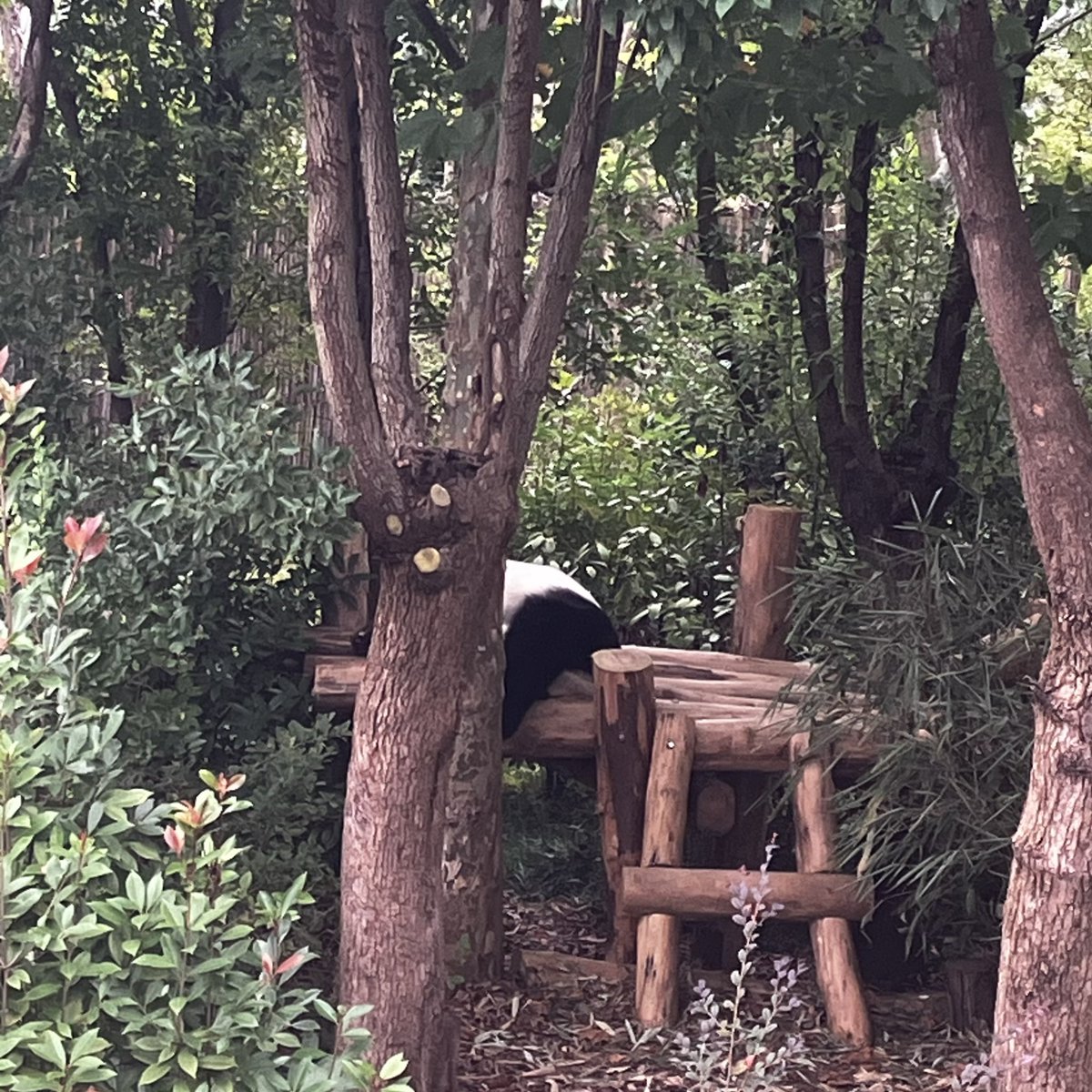 初めまして桃ちゃん🐼🍑
私がパンダ沼にハマった頃には成都の住人だった #桃浜、
各種SNSで見てただけのあの子がついに目のま……えーと、色んな角度から撮ってみたけどどっちがおちりかな😅

Oct.2025

#ジャイアントパンダ
#成都大熊猫繁殖研究基地