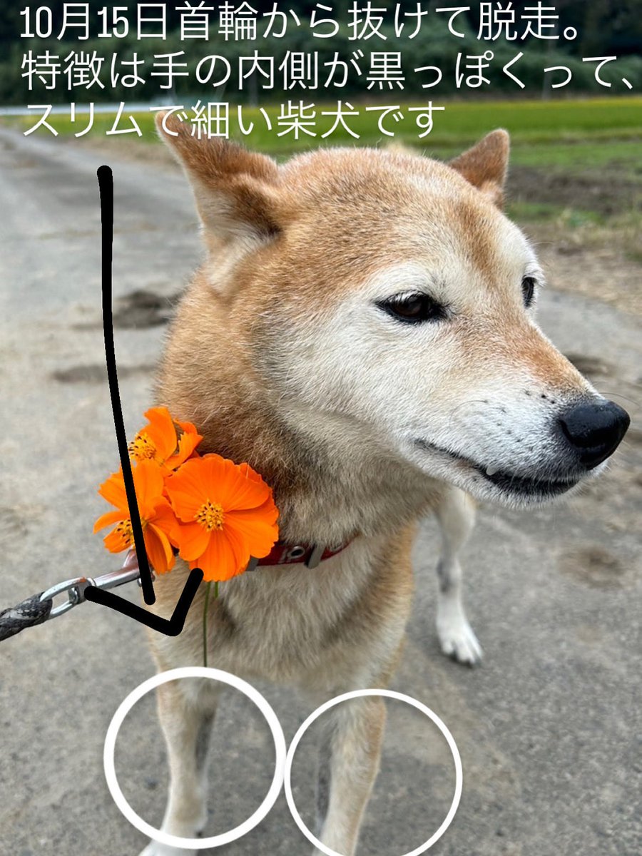 田中さんちの仲良し家族 (@tarochan_523) / Posts / X