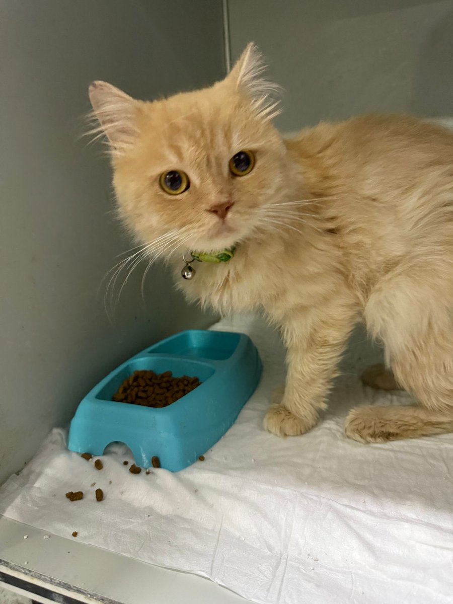 2 gün evi sandığı yerde huzurla uyuduktan sonra yine klinik kafesinde yavrum. 2 kez terk edildi, artık çok sevileceği yuvasını bulalım lütfen ya🥺 Adını Barney koydum umarım şans getirir 🍀