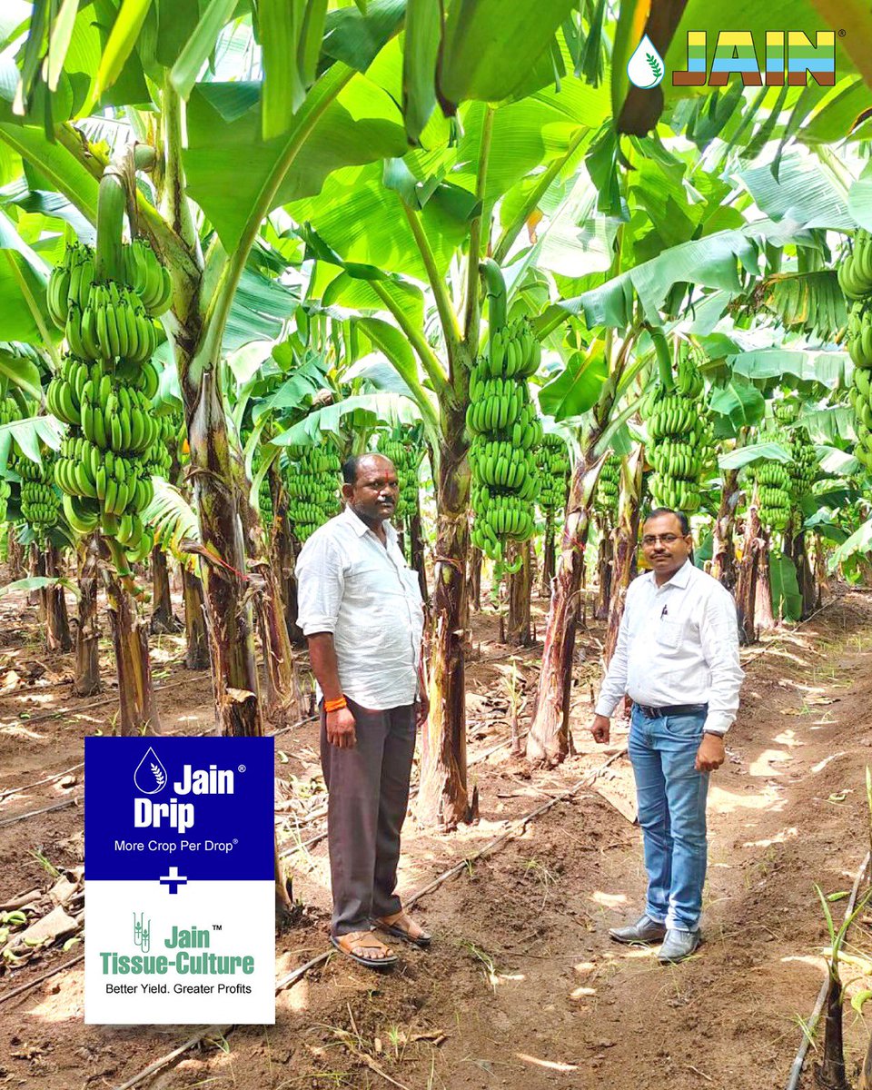 JainIrrigation's tweet image. Lush green banana farms flourishing under the care of our farmers and JISL agronomists🌱

With Jain Drip at the root, every drop counts, nurturing prosperity, sustainability, and growth💧🍌