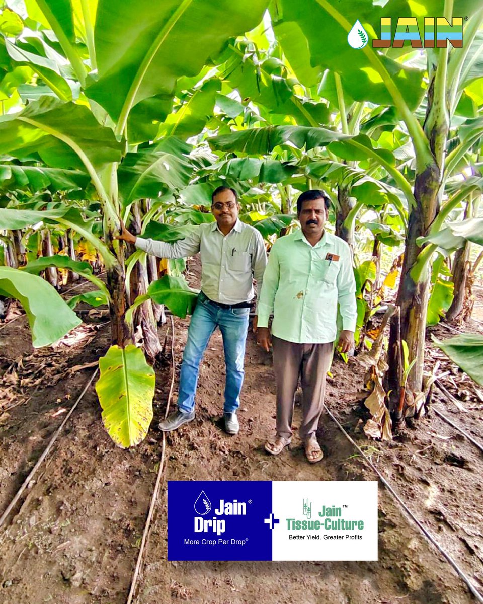 JainIrrigation's tweet image. Lush green banana farms flourishing under the care of our farmers and JISL agronomists🌱

With Jain Drip at the root, every drop counts, nurturing prosperity, sustainability, and growth💧🍌
