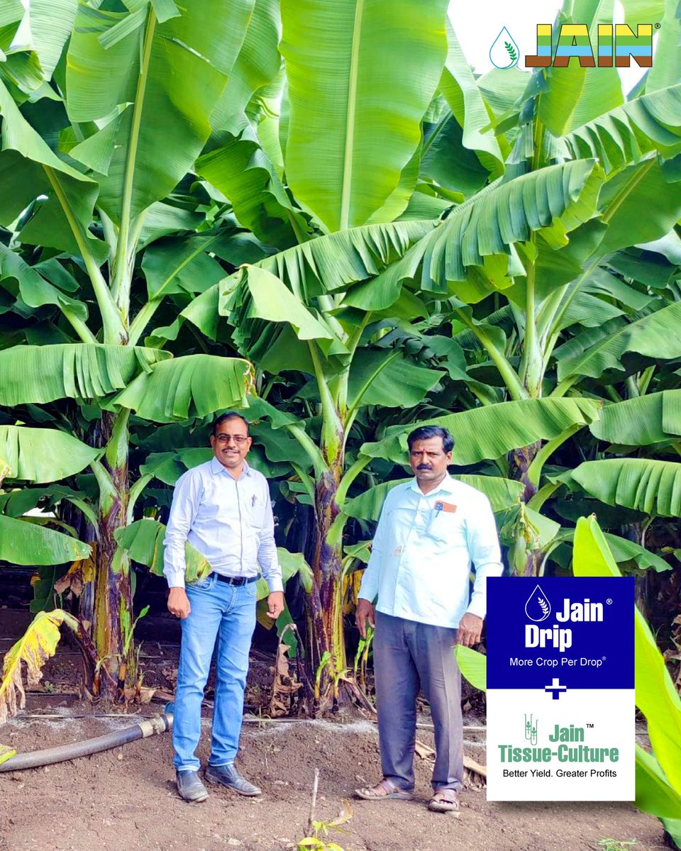 JainIrrigation's tweet image. Lush green banana farms flourishing under the care of our farmers and JISL agronomists🌱

With Jain Drip at the root, every drop counts, nurturing prosperity, sustainability, and growth💧🍌