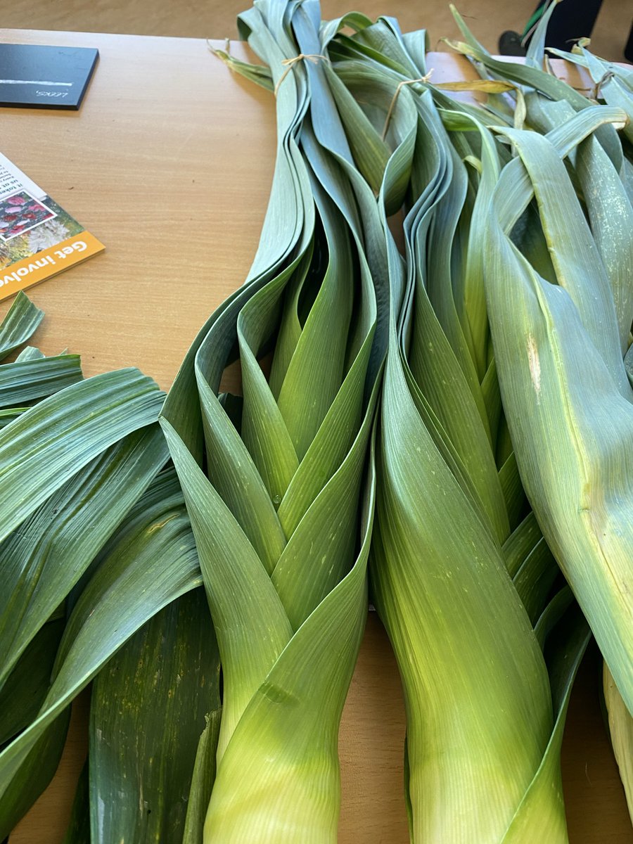 medwynsofangles's tweet image. The leeks at the RHS late Autumn show surprised me as it was the variety LLanberis   bred by David Metcalfe some years ago now. This won the Best dish in Show. The remarkable thing was the condition of the foliage, very clean and free from all pest and diseases