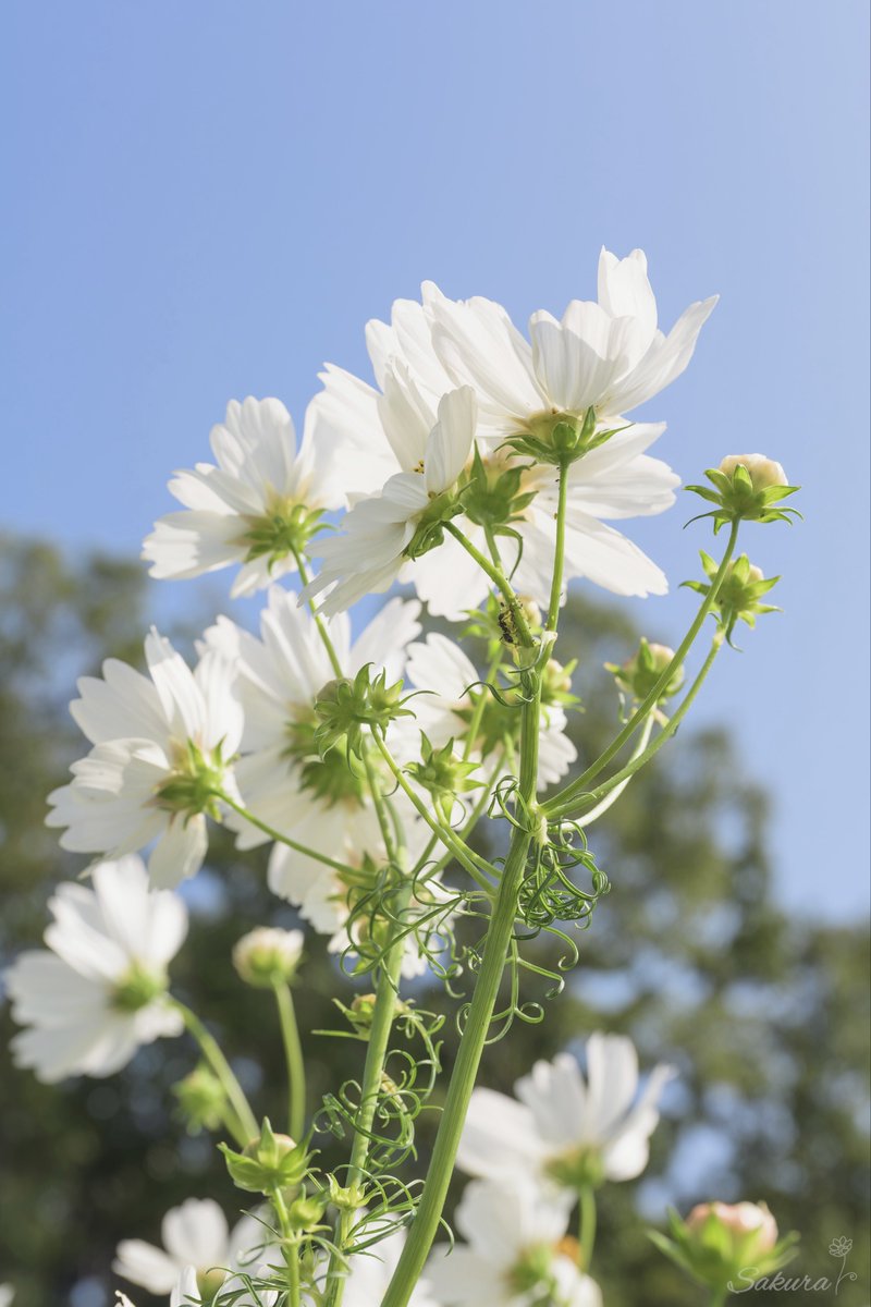 君に白いコスモスの花束を