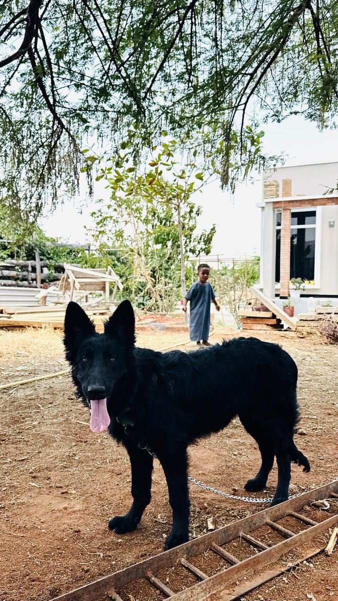 mhdhamad's tweet image. My black wolf 🖤🐾 

#BackyardVibes #FarmLife