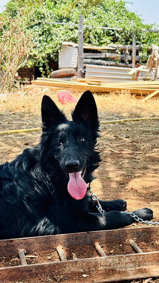 mhdhamad's tweet image. My black wolf 🖤🐾 

#BackyardVibes #FarmLife