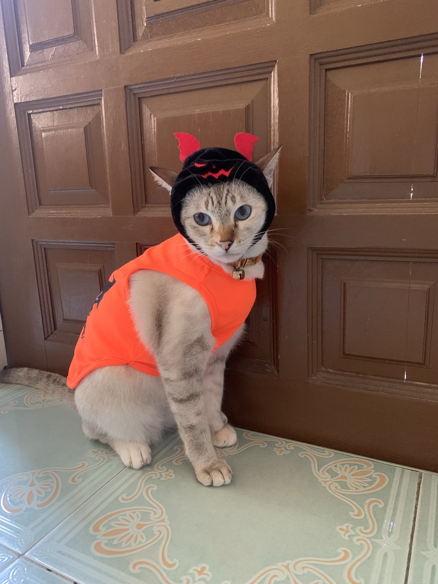 หน้าเหมือนกันเลย 55 แกงแมว