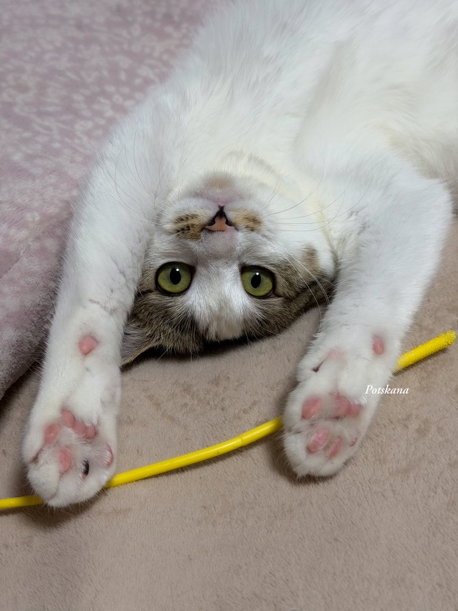 かな🩵YZF R1M (@potskana) / Posts / X