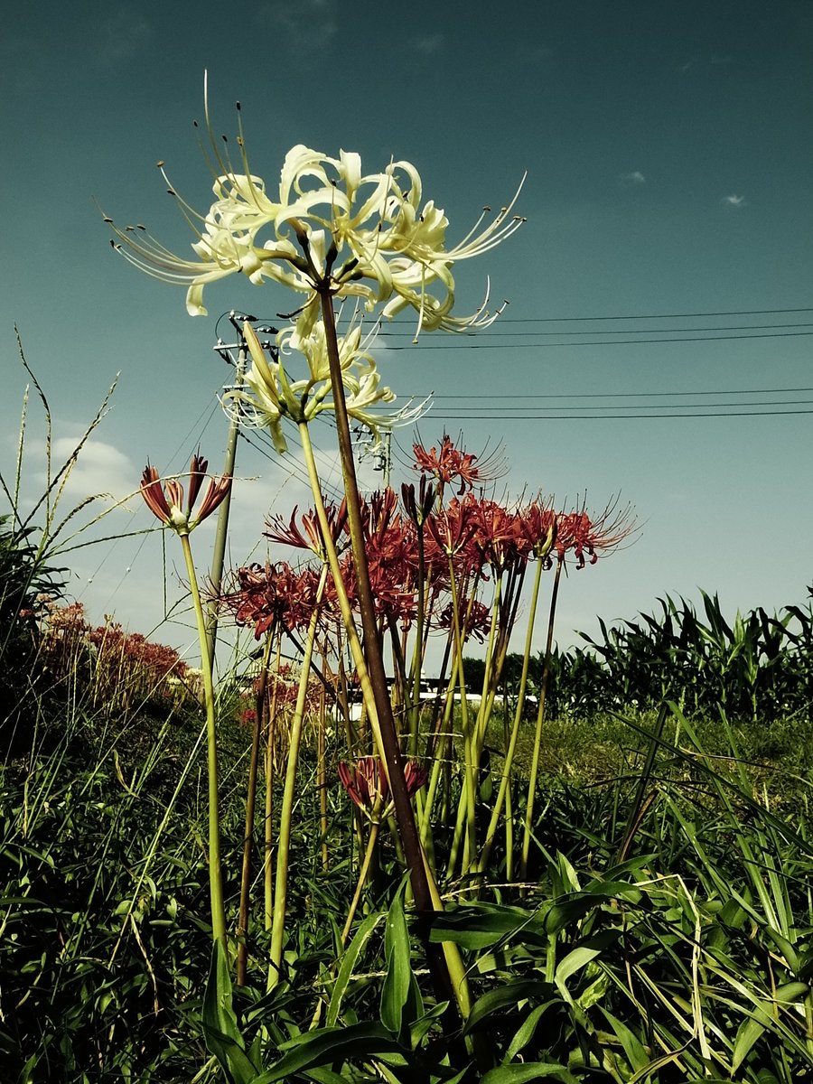 秋は無かった

まだ夏のような頃、あぜ道の光景

#olddigitalcamera #ccd #ricoh #ricohgr #grd4 #grdigitaliv #ブリーチバイパス #チャンプカメラ