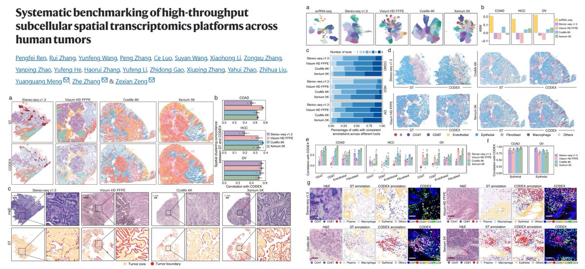 HaoYin20's tweet image. Systematic comparisons among 4 subcellular-resolution #SpatialTranscriptomics methods
Stereo-seq v1.3
Visium HD FFPE
CosMx 6k
Xenium 5k
Human Tumors
Ground truth CODEX, +scRNAseq
Gene detection sensitivity (CosMx performance...🙁)
(Spatial) false positives
Transcript-protein…