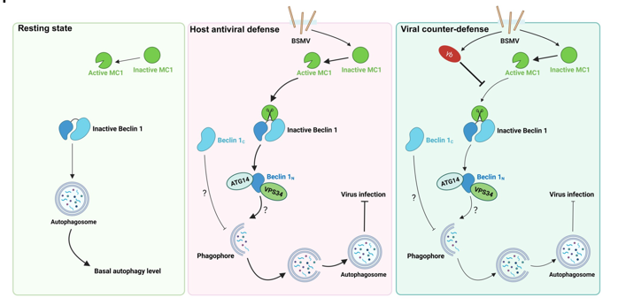 Cleavage of Beclin 1 by metacaspase 1 activates antiviral autophagy in plants #resesrch #MolecularPlant cell.com/molecular-plan…