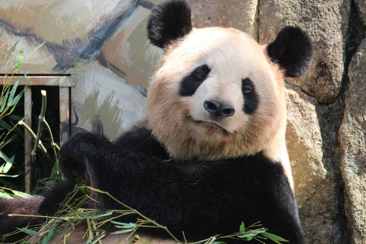 パンダ沼ズブズブ! (@panamani871100) / Posts / X