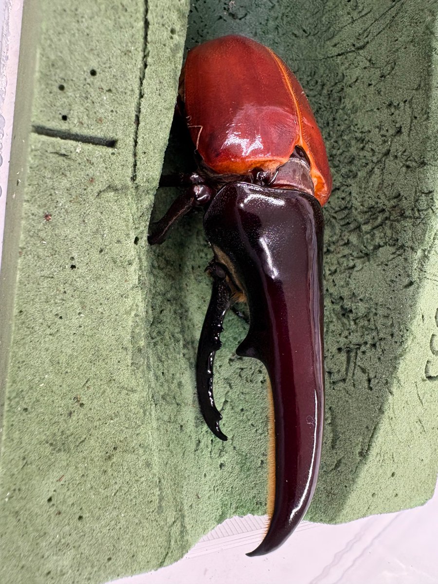 217 海の生き物貝殻 転写シート 217 海の生き物貝殻 転写シート 217 海の生き物貝殻 転写シート