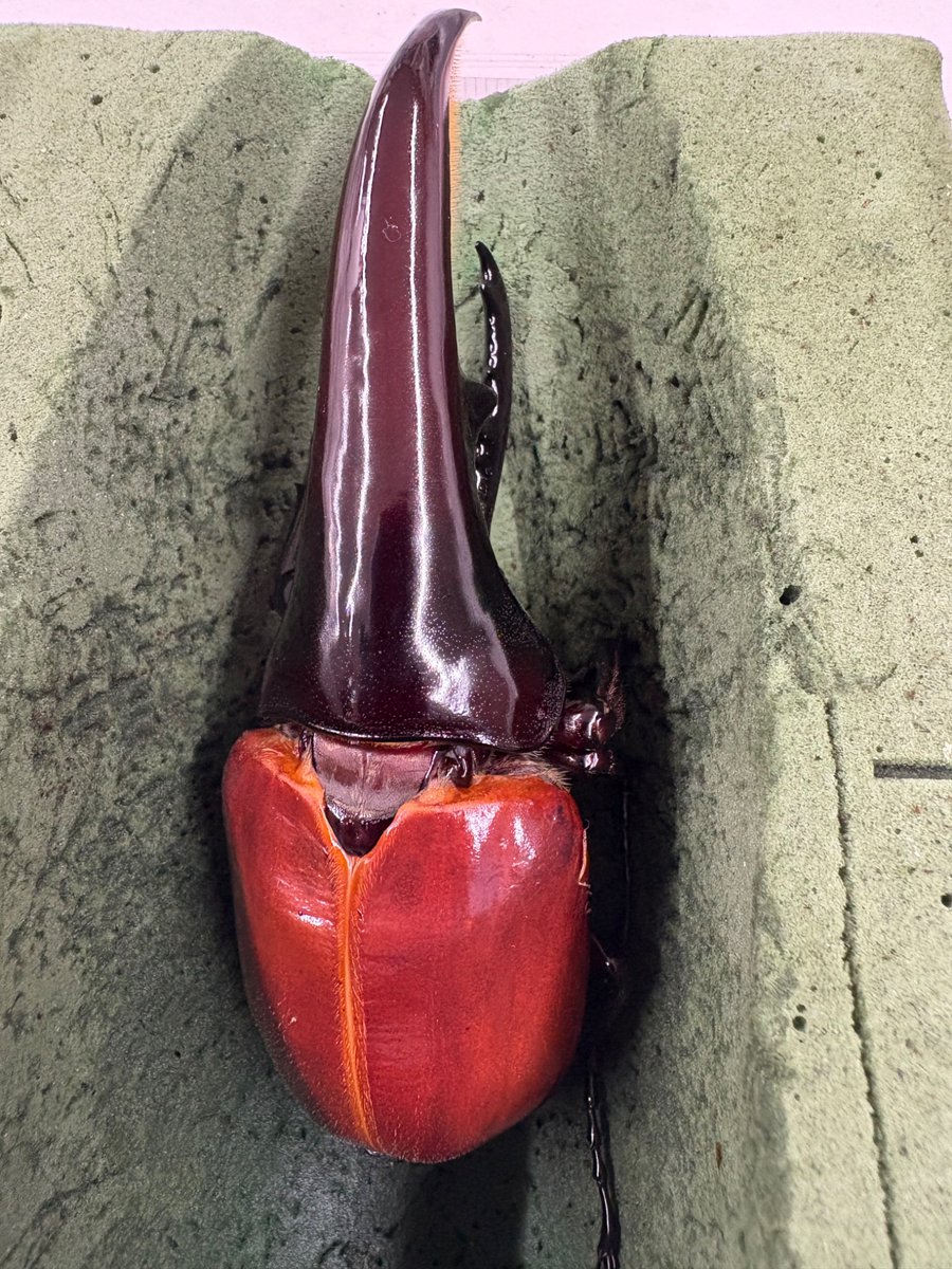 217 海の生き物貝殻 転写シート 217 海の生き物貝殻 転写シート 217 海