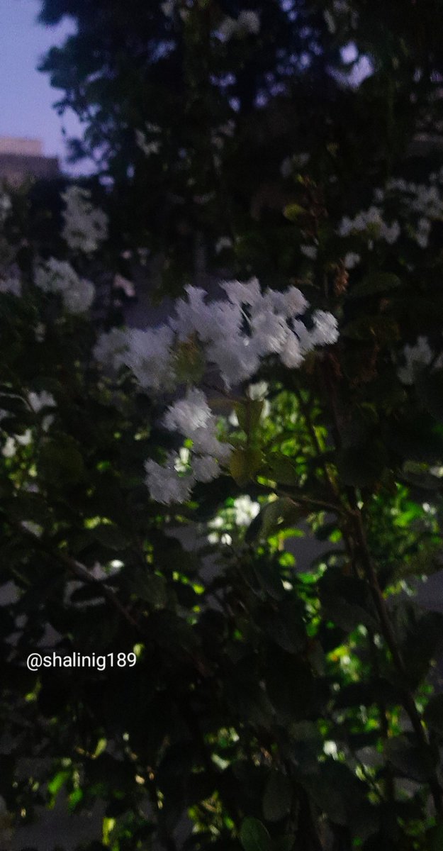 shalinig189_g's tweet image. When nature's bouquet also turns out to be #bokeh
Pure Bliss 🤍 ✨️
#Flowersonfriday
#lagerstroemiaindica