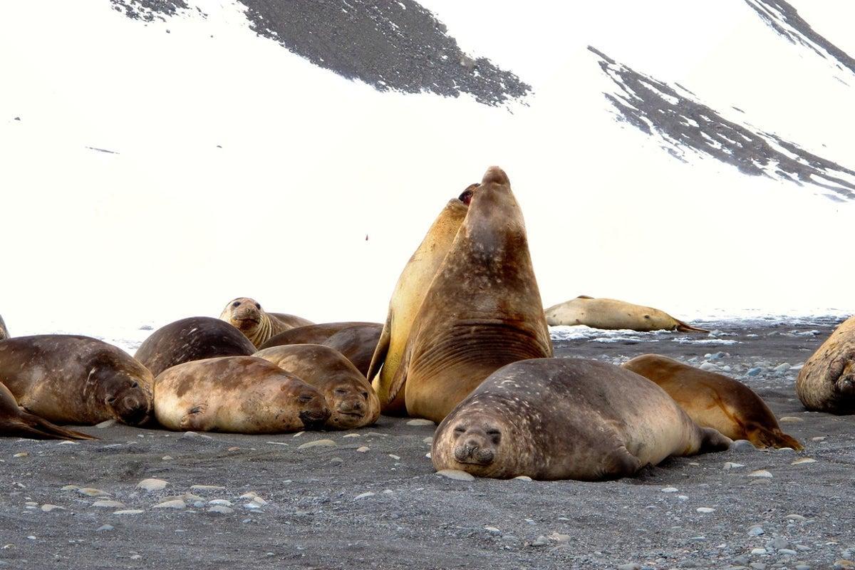 Hundreds of seal pups likely killed by deadly disease sweeping the globe independent.co.uk/news/science/b…