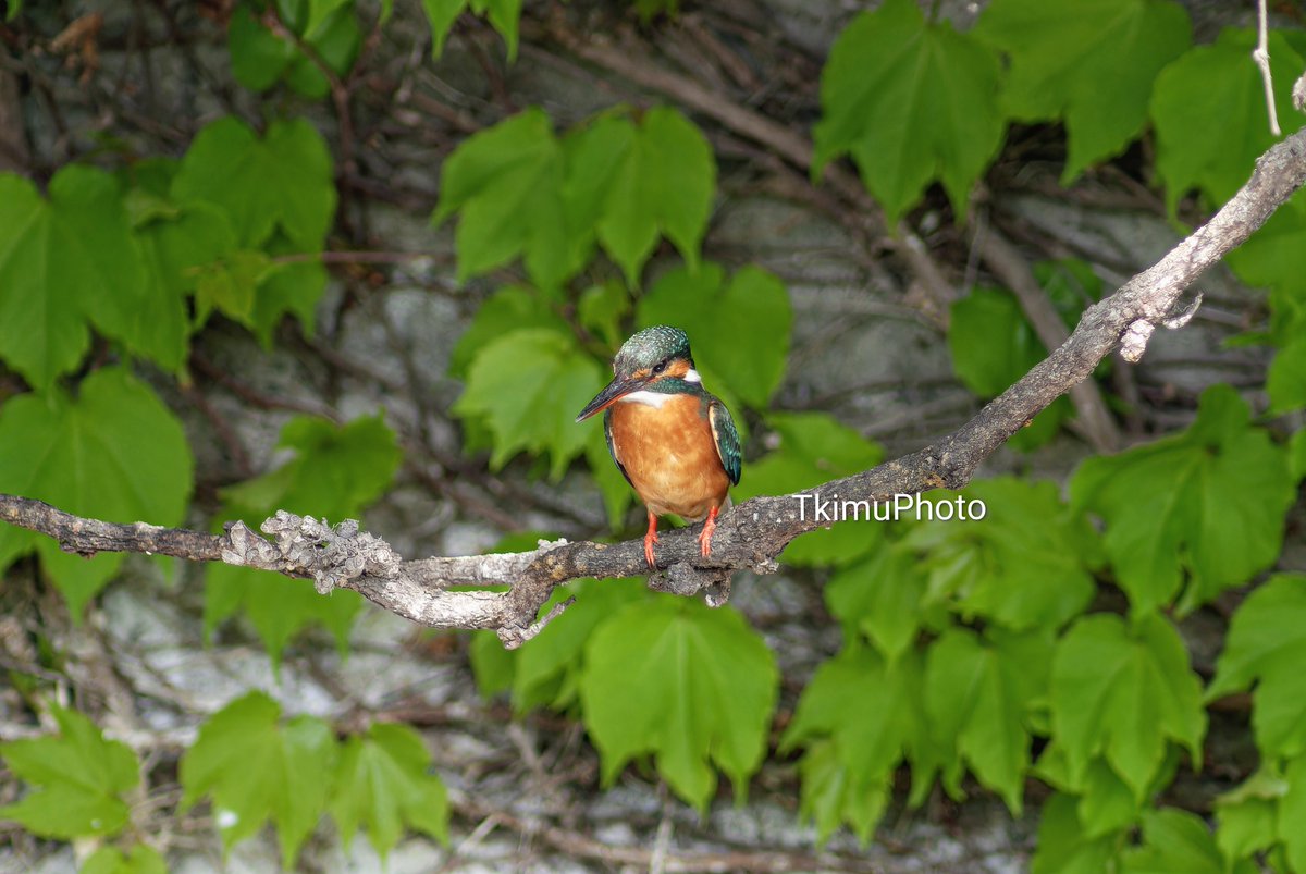 君鳥 TkimuPhoto on X