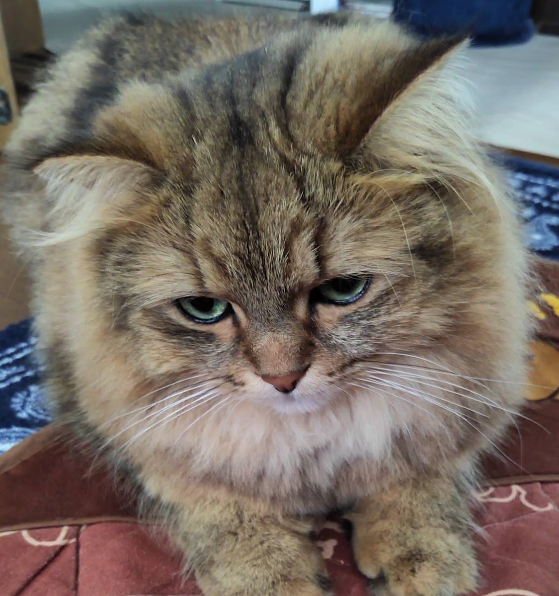 ペルシャこたろう on X