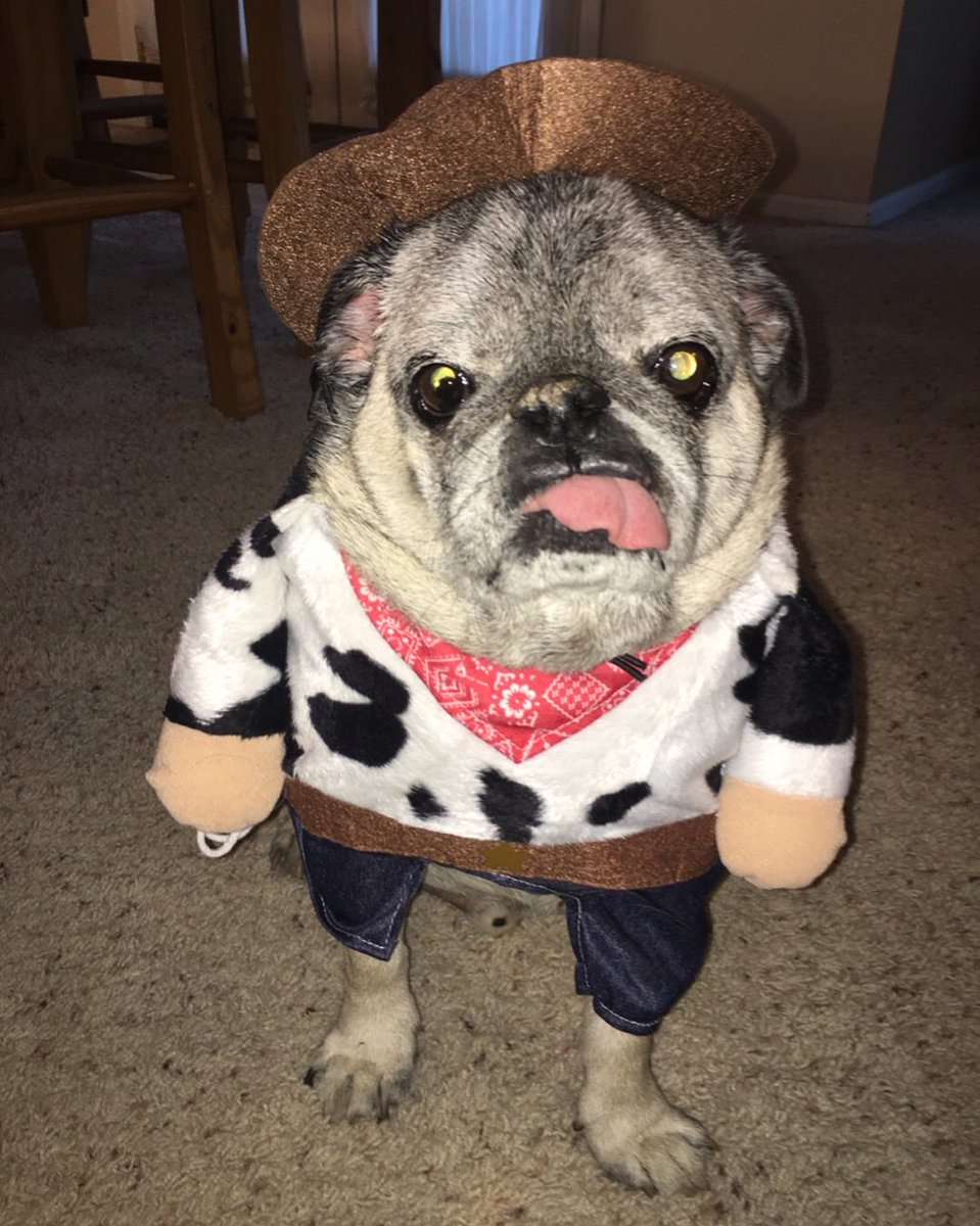 chuckthepug_ctp's tweet photo. Halloween is almost here. Time to pull out photos of Chuck the Pug (senior and junior) and his friends wearing different Halloween costumes🎃🐾❤️ #pugmommy #pugdaddy #pugs #seniorpug #pug #puglicious #lovepug #puglife #puglove https://t.co/WjFMXgW2Fm