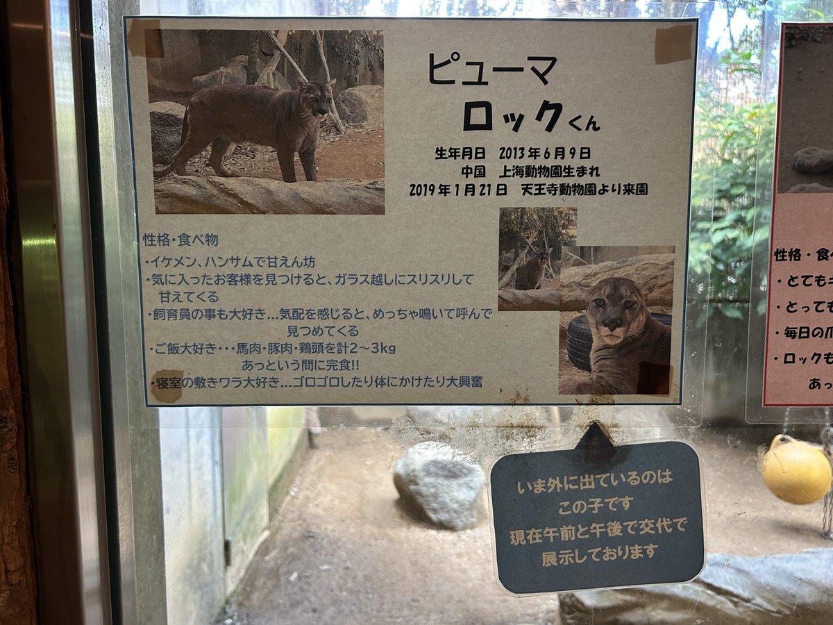 くまくまページ 楽天市場】ファーストフレンドくま(クマ FF01) ニトリ 【玄関先