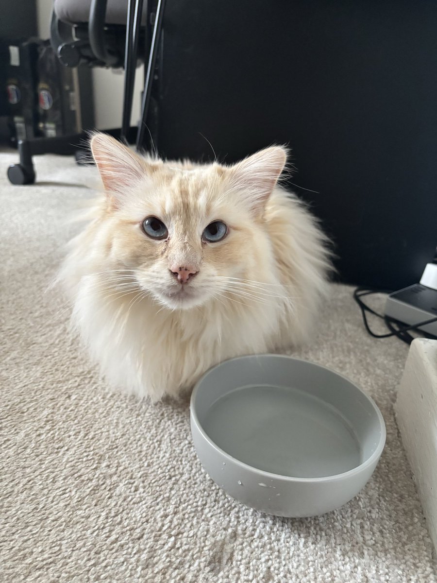 SignorDexter's tweet image. Italian word of the day IS…..

ACQUA 💦 

I love drinking water = 

Adoro bere acqua!