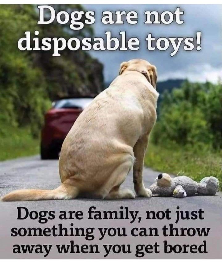 𝕏 Dogs (@_xdogs) on Twitter photo 