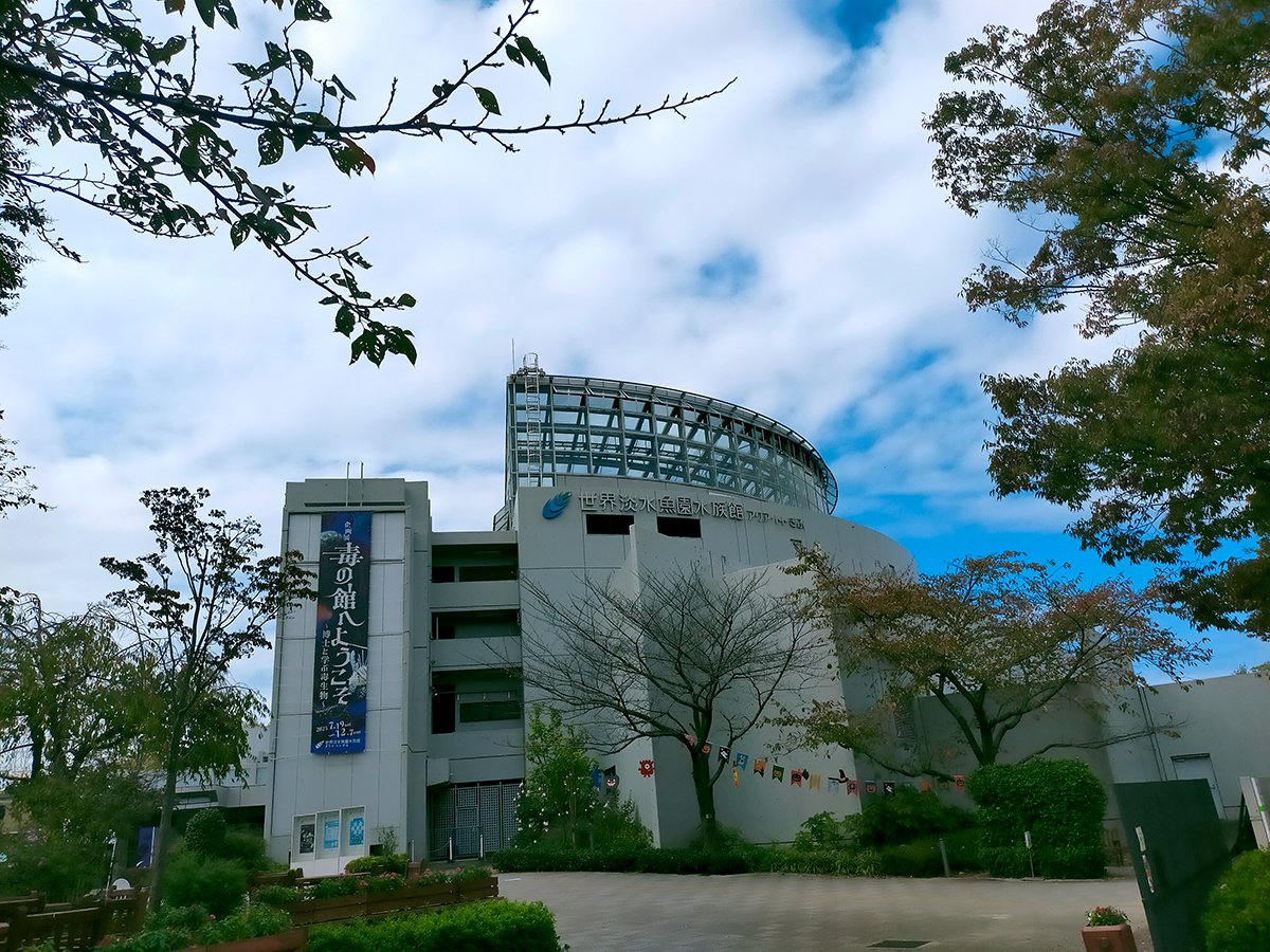 コジェット カエル部 on X