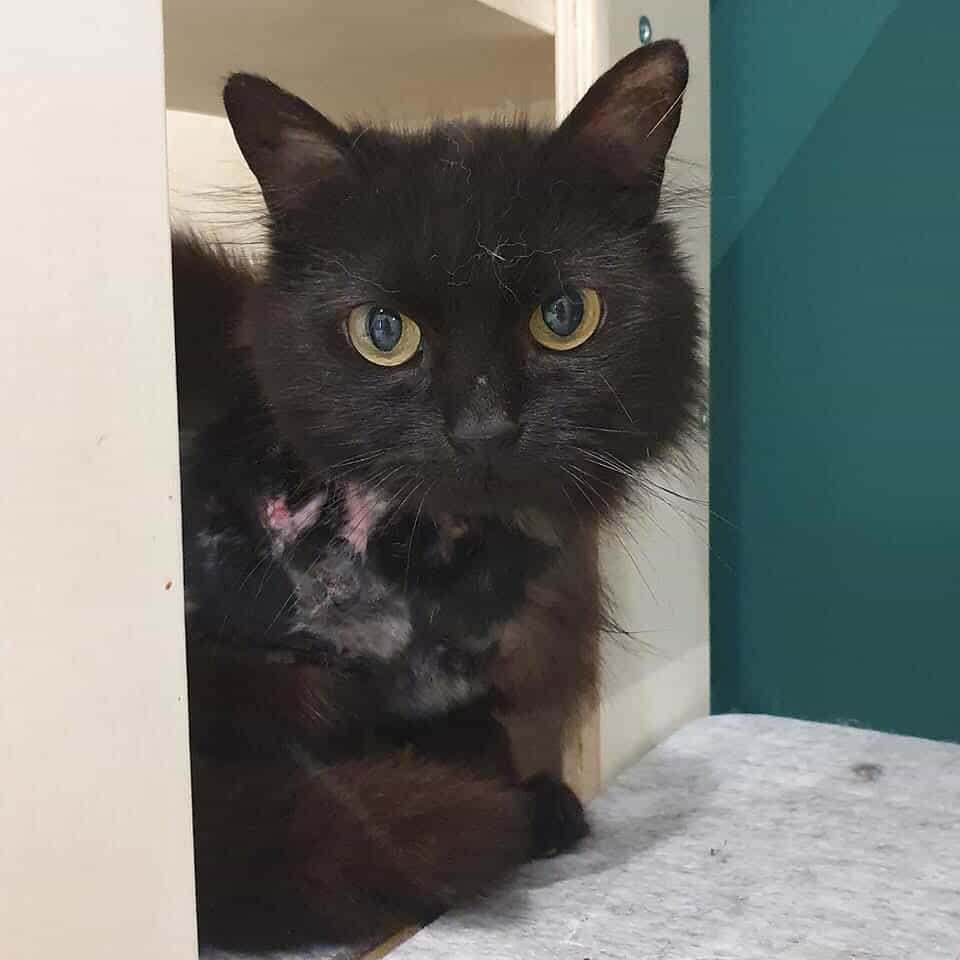 Créateurs de Compagnie 🐾 tweet media