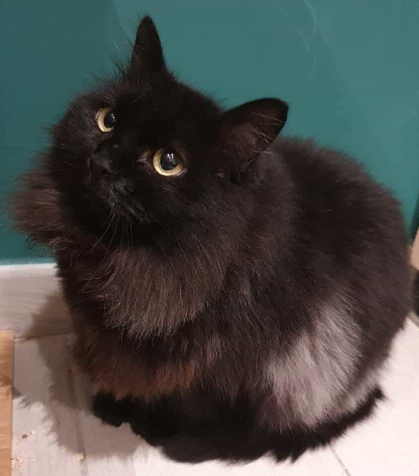 Créateurs de Compagnie 🐾 tweet media