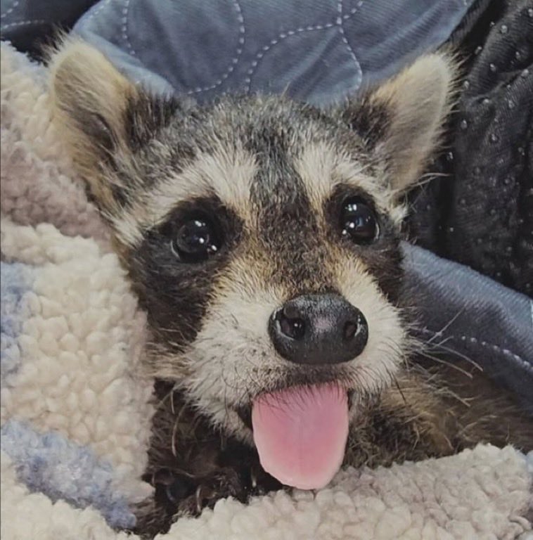 xam🦝 🦧🩶 tweet media