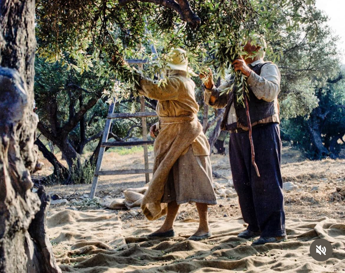 PressGreekEmbas's tweet photo. #Amorgos
A couple pick olives🫒 A fabric is carefully laid on the ground.Then the branches are shaken & beaten
📸 Robert A. McCabe
#photography #RobertMcCabe #artist #photographer #greece
#olive #olivepicking #oliveoil #greece #greekislands #aegeanislands #aegean #cyclades https://t.co/i6Q7Hqk5iX
