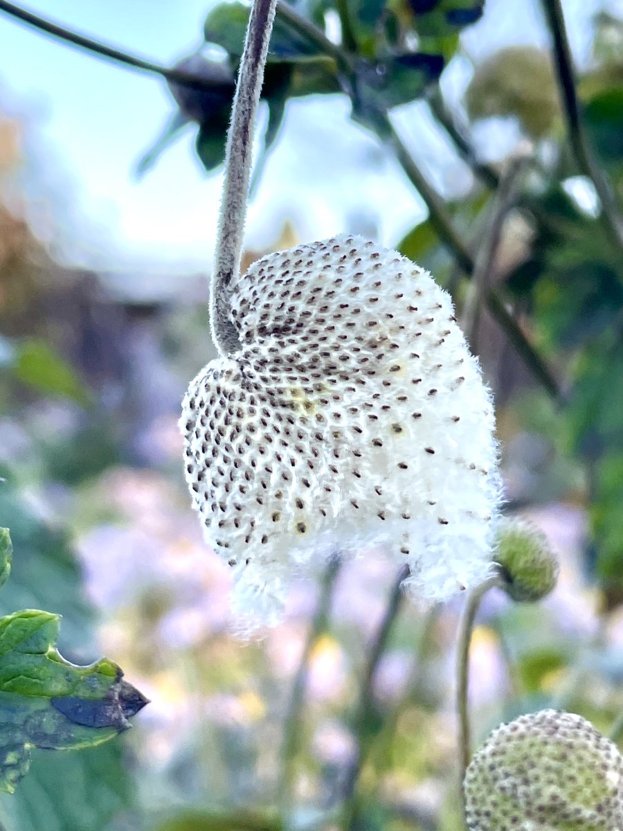 Rob Hoeijmakers tweet media