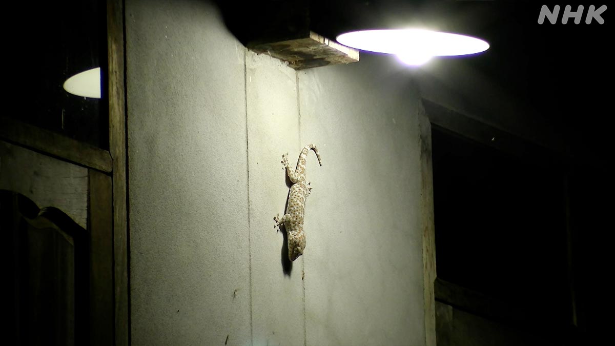 神出鬼没なトッケイヤモリ🦎💨

家のいろんなところに現れます

お気に入りは家の外灯🦎💕

光に集まってくる虫が食べ放題なんですね！🍴✨

🟧⏰26日 日曜夜7時30分～🟧
『新発見！怪物ヤモリの㊙おうちライフ』
nhk.jp/darwin/

#ダーウィンが来た