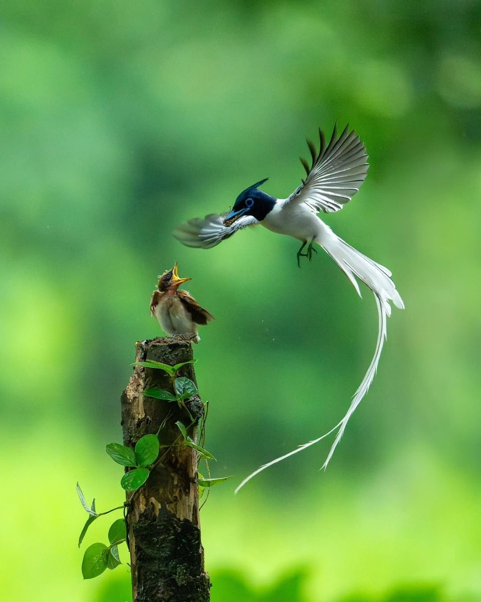 Tweet media one
