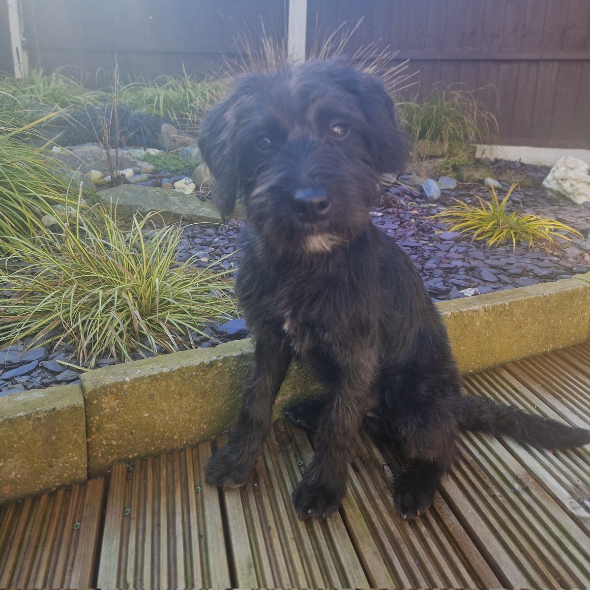 MusgroveKath's tweet photo. @HaggisAdele Ive loved watching Rex grow up. He looks so like my Bernie 🥰 https://t.co/H3s4Q29qYb