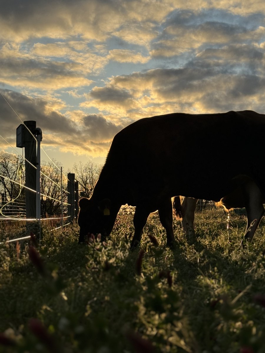 The photo below is our last year photo contest winner 'Nutrient Cycling at Work' from Luana Queiroz! Be our next winner and show off your photography skills in the 2026 AFGC Photo Contest! Deadline to submit is December 1, 2025.
loom.ly/iPM36Lk
#AFGC2026