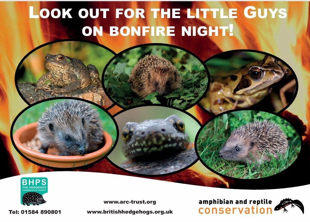 Did you know #Hedgehogs have evolved without a 'fight or flight' instinct...?
That means in the face of danger - such as fire creeping through a bonfire heap - their instinct is to roll into a tight ball instead of run for safety.
🍂🦔🔥

Look out for the little guys.
@ARC_BYTES