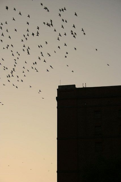I hear birds on the roof
a million feather'd ruffians
their taunting stop 
up there atop
noisy clamoring
as if the brash
of high school hooligans 
break-taking from migrations

 #FromOneLine