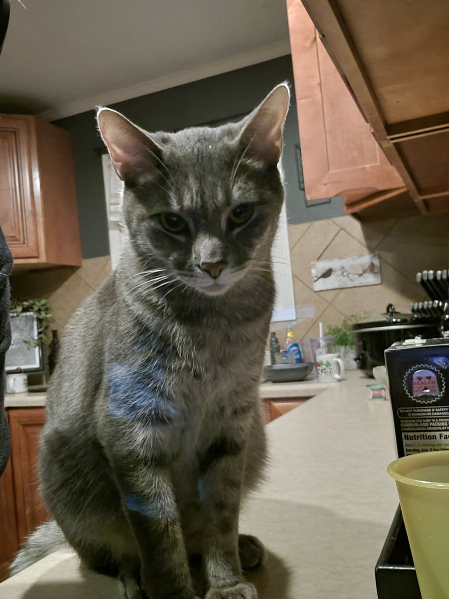 NotSimplyHuman's tweet image. "Put the phone down and feed me".