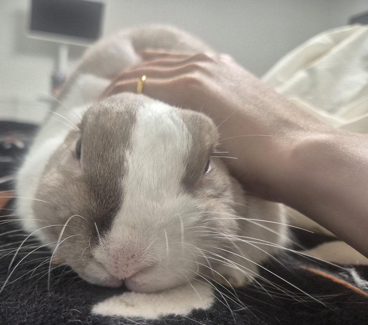 watson_copy's tweet image. 날씨가 추워진다는 것=토끼가 내 옆에 붙는다는 것