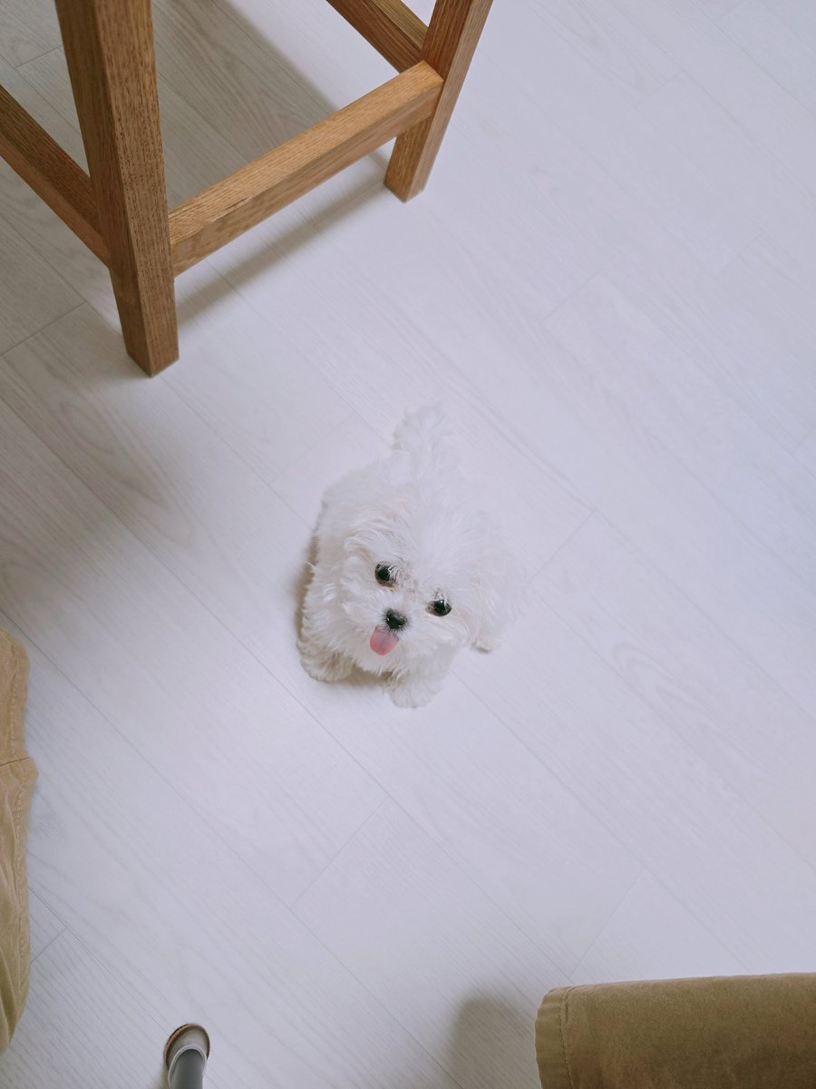 본가에 와서 족발을 뜯어 세팅하고 있는데
강아지는 원래 이렇게까지 혀를 내밀고 있습니까?