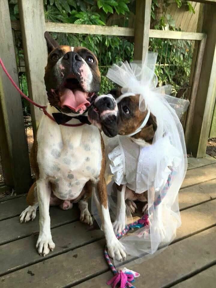 Boxer Dog Lovers & Owners tweet media