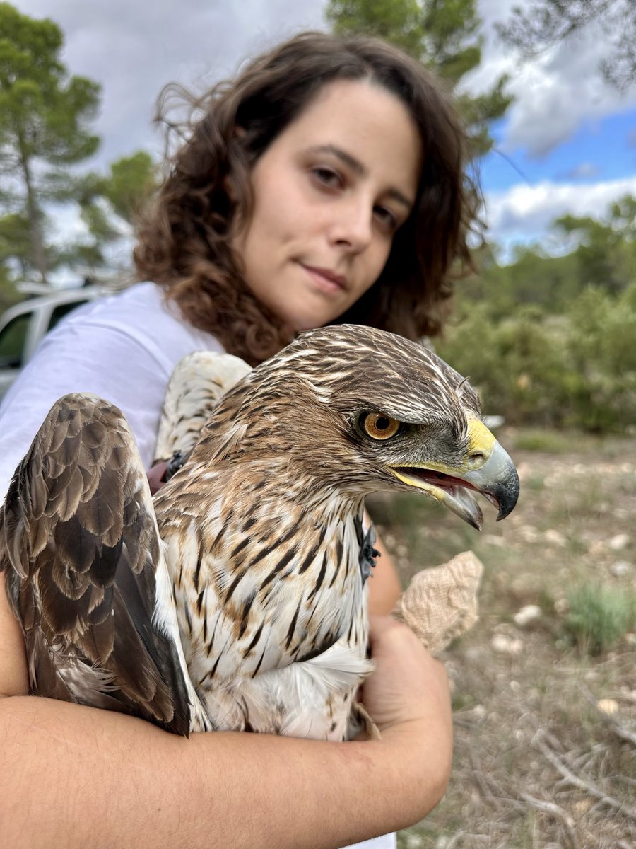 Capturado y marcado un macho adulto de águila perdicera (Aquila fasciata) en Valencia. El GPS permitirá analizar su uso del espacio y el posible efecto de las infraestructuras renovables sobre el territorio. Seguimos avanzando 🦅📡⚡
