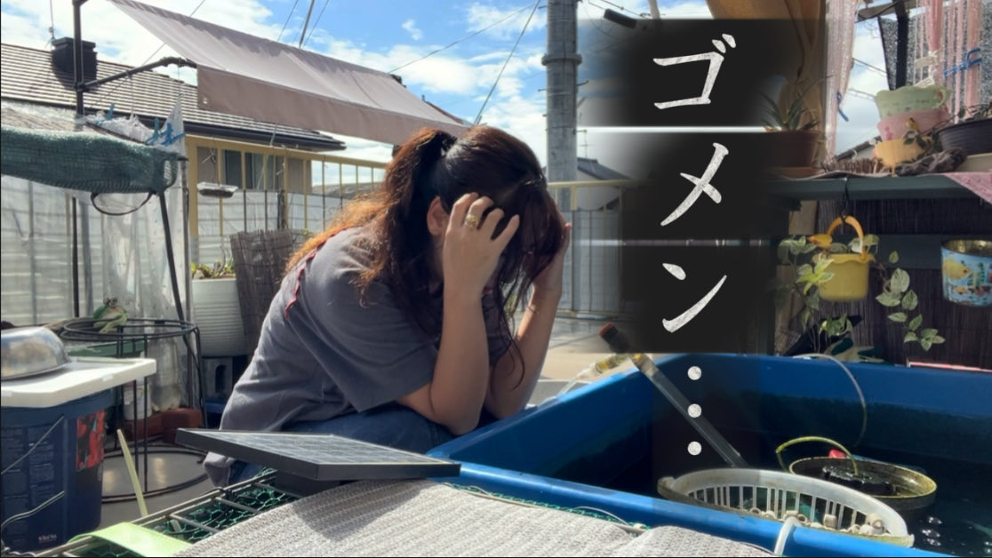 koko50482745's tweet photo. YouTube更新しました！

らんちゅう達のご報告とこれからについて…です

(ˆ.  ̫ . ˆ │みてね

https://t.co/zULiJtwhHR https://t.co/Zdf2WWS9ax